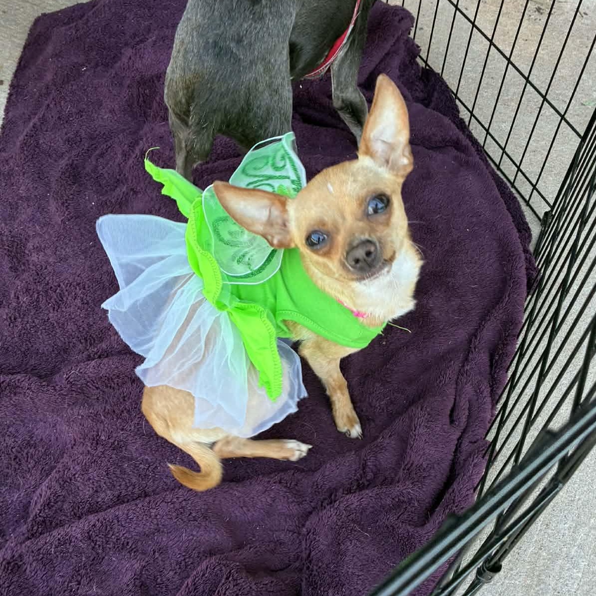 Spaghetti, an adopted mixed breed in Oklahoma City, OK image 1/6