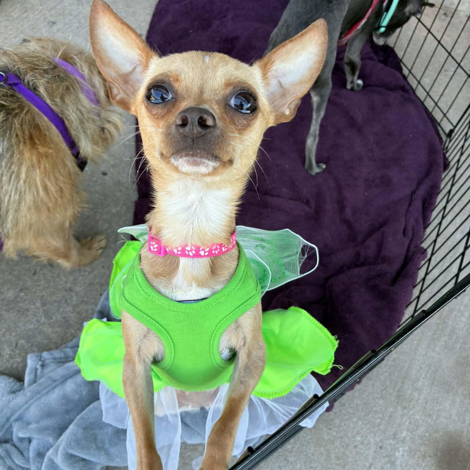 Spaghetti, an adopted mixed breed in Oklahoma City, OK image 5/6