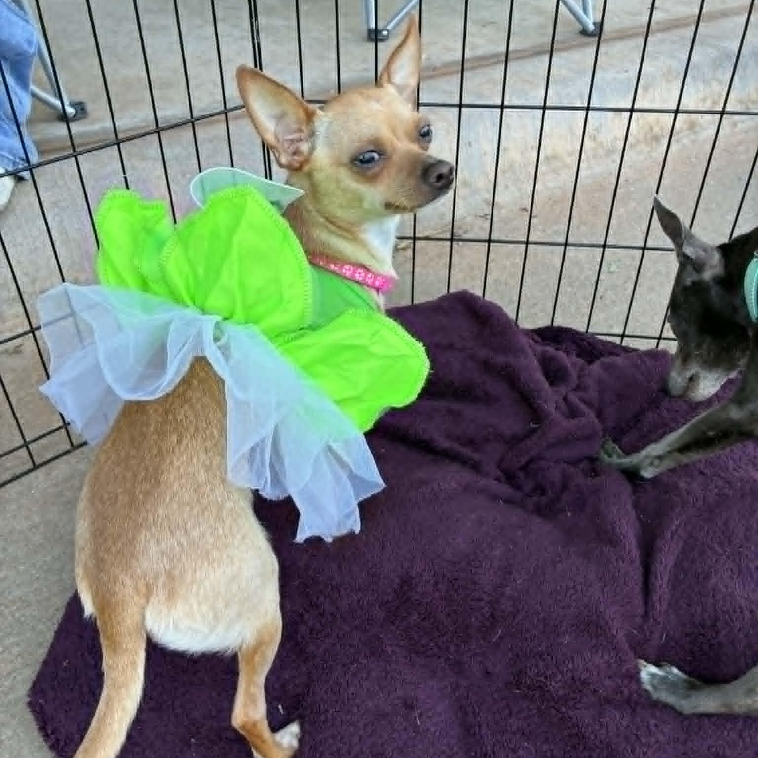 Spaghetti, an adopted mixed breed in Oklahoma City, OK image 4/6