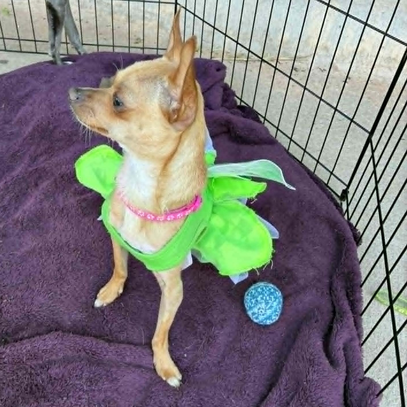 Spaghetti, an adopted mixed breed in Oklahoma City, OK image 6/6