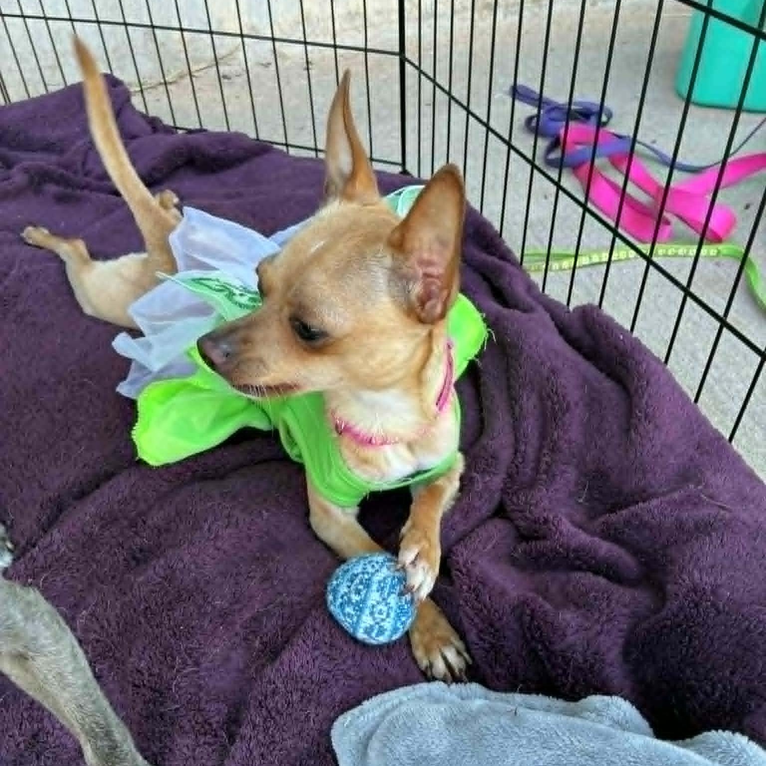 Spaghetti, an adopted mixed breed in Oklahoma City, OK image 2/6