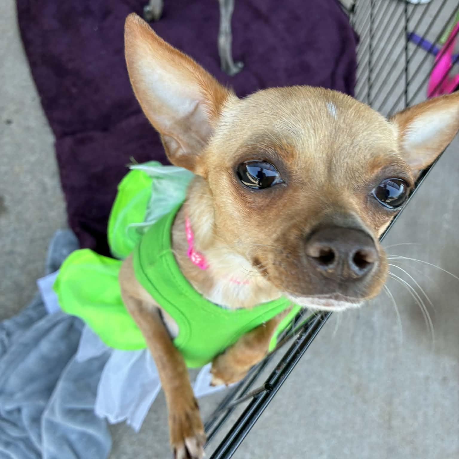 Spaghetti, an adopted mixed breed in Oklahoma City, OK image 3/6