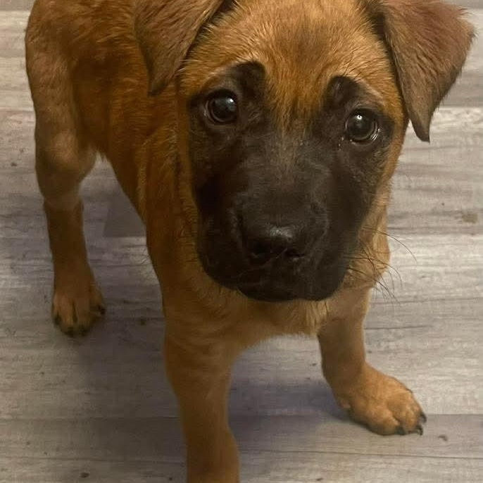 Anita, a ADOPTABLE mixed breed in East Peoria, IL image 3/6