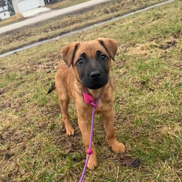 Anita, ADOPTABLE, Puppy Female Black Mouth Cur.