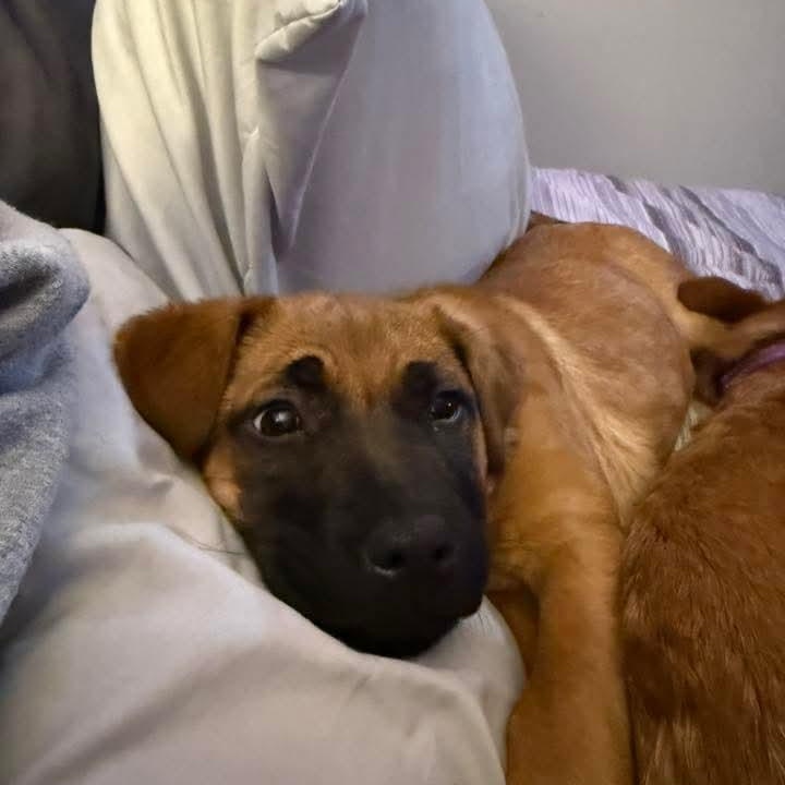 Anita, a ADOPTABLE mixed breed in East Peoria, IL image 6/6