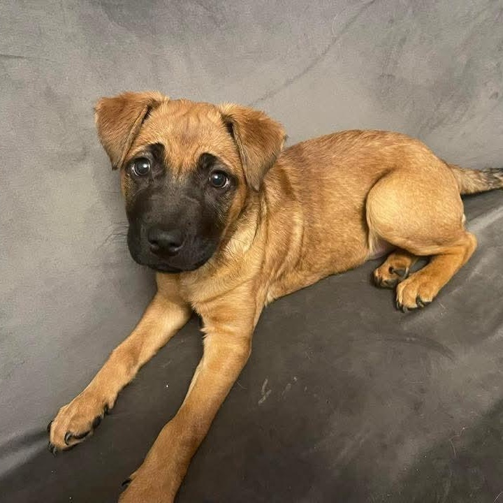 Anita, a ADOPTABLE mixed breed in East Peoria, IL image 2/6