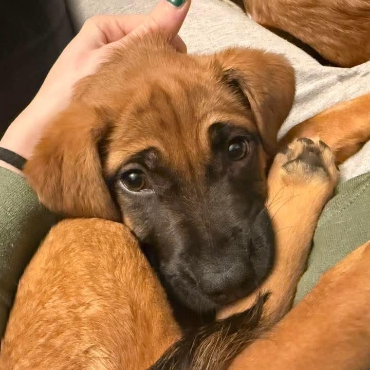 Anita, a ADOPTABLE mixed breed in East Peoria, IL image 4/6