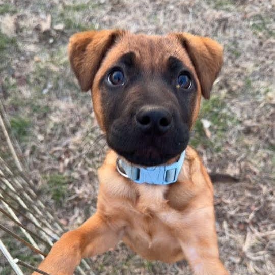 Anita, a ADOPTABLE mixed breed in East Peoria, IL image 5/6