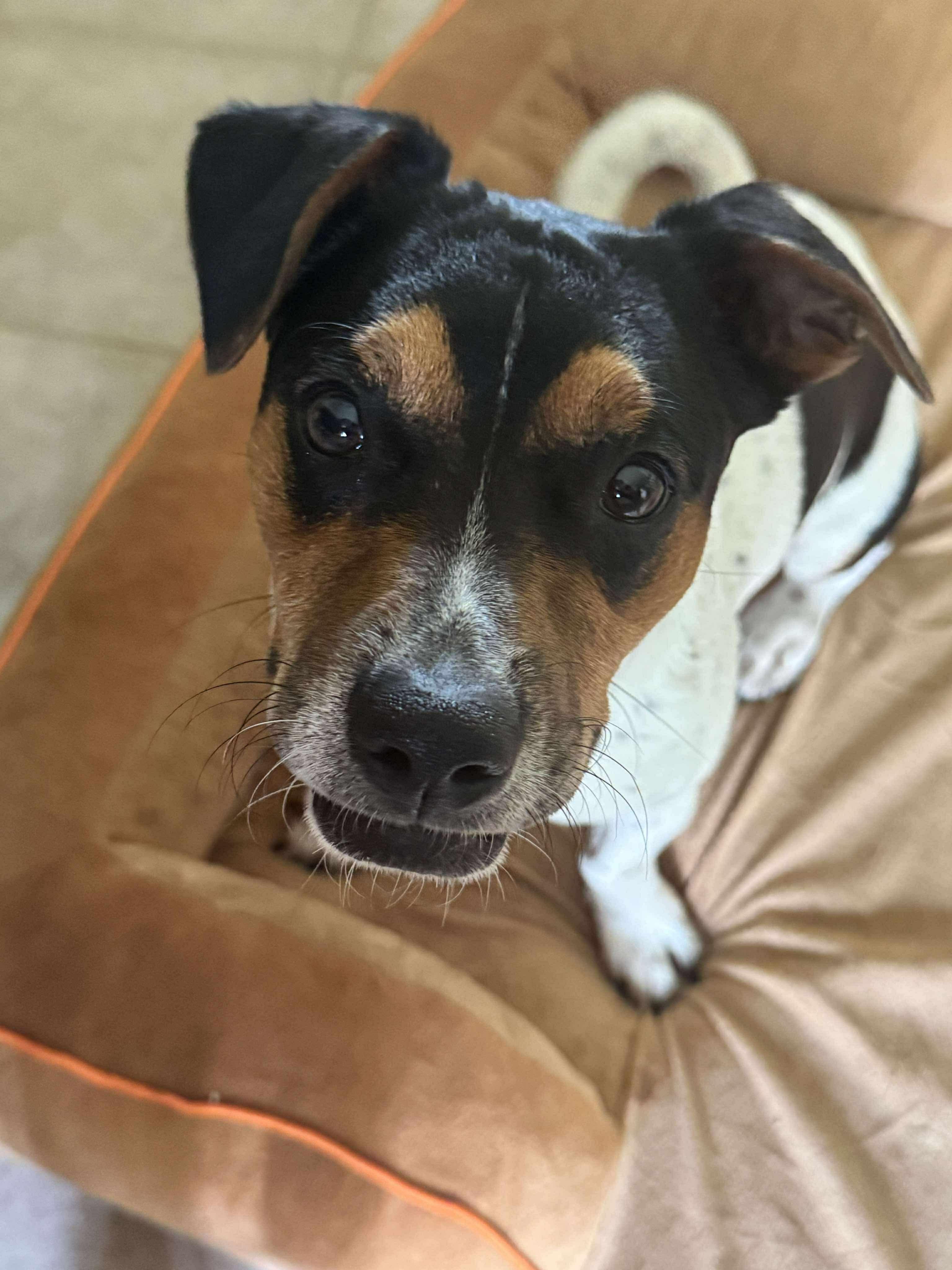 Enlarge Ember, an adopted mixed breed in Anna, TX image 1/6