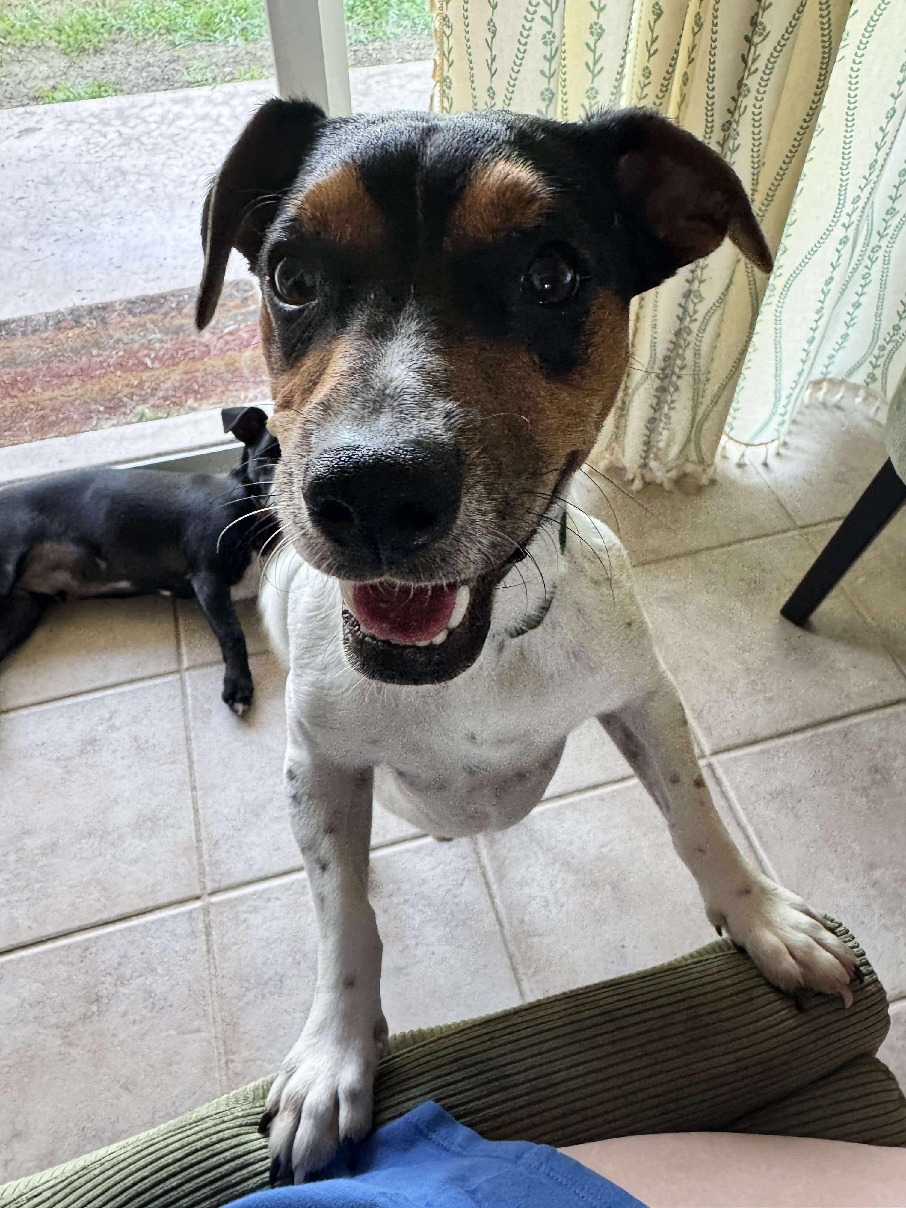 Enlarge Ember, an adopted mixed breed in Anna, TX image 2/6