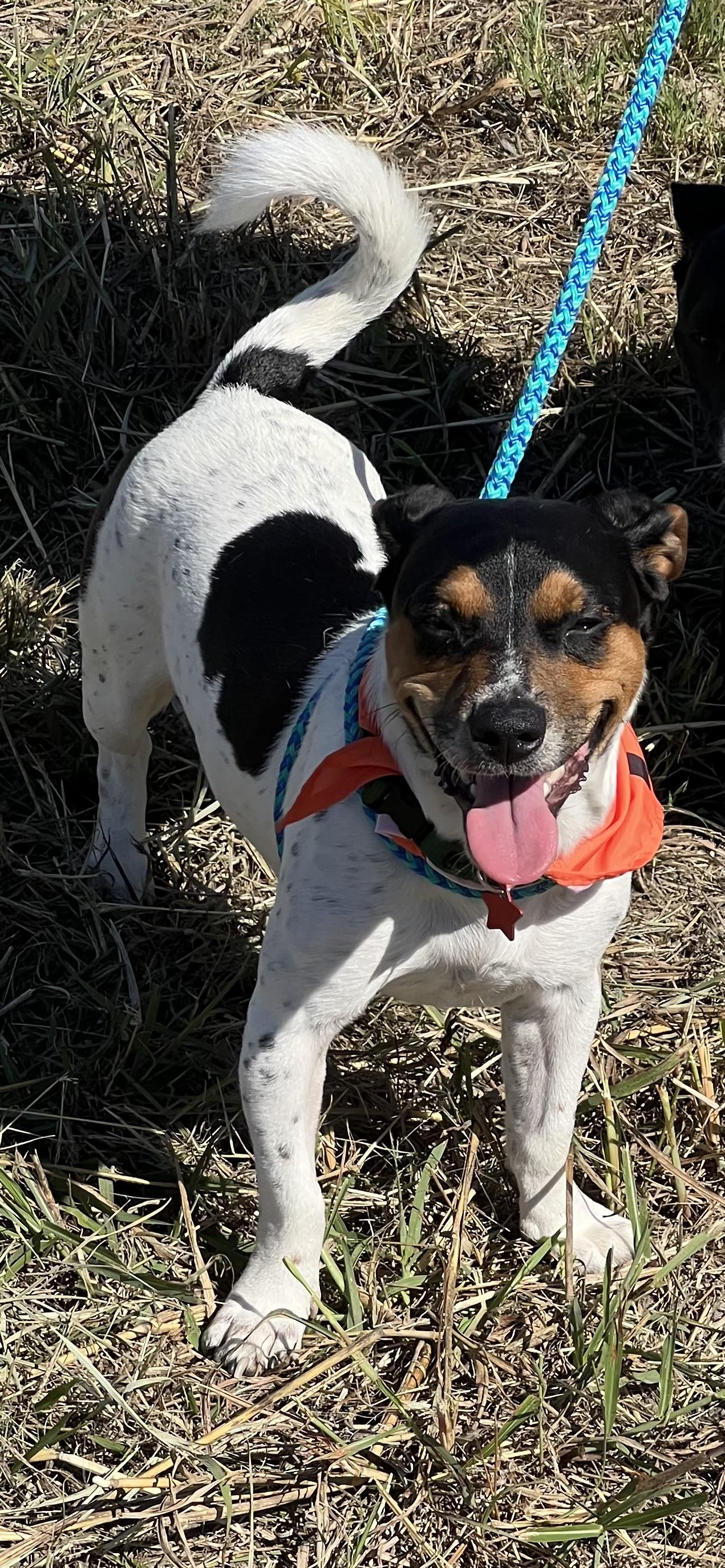 Enlarge Ember, an adopted mixed breed in Anna, TX image 4/6