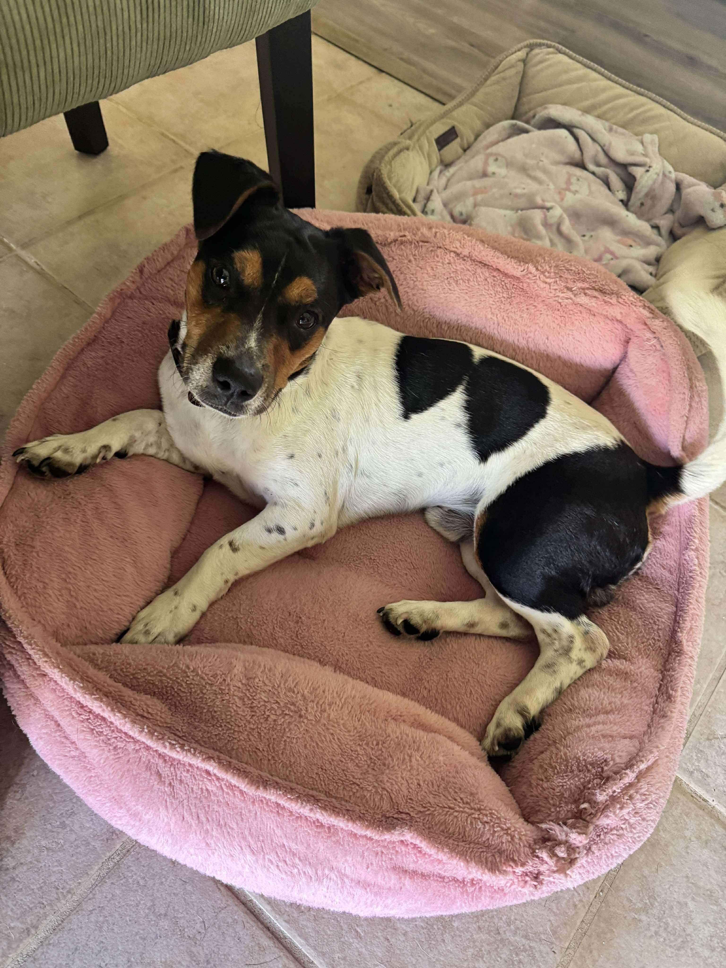 Enlarge Ember, an adopted mixed breed in Anna, TX image 5/6