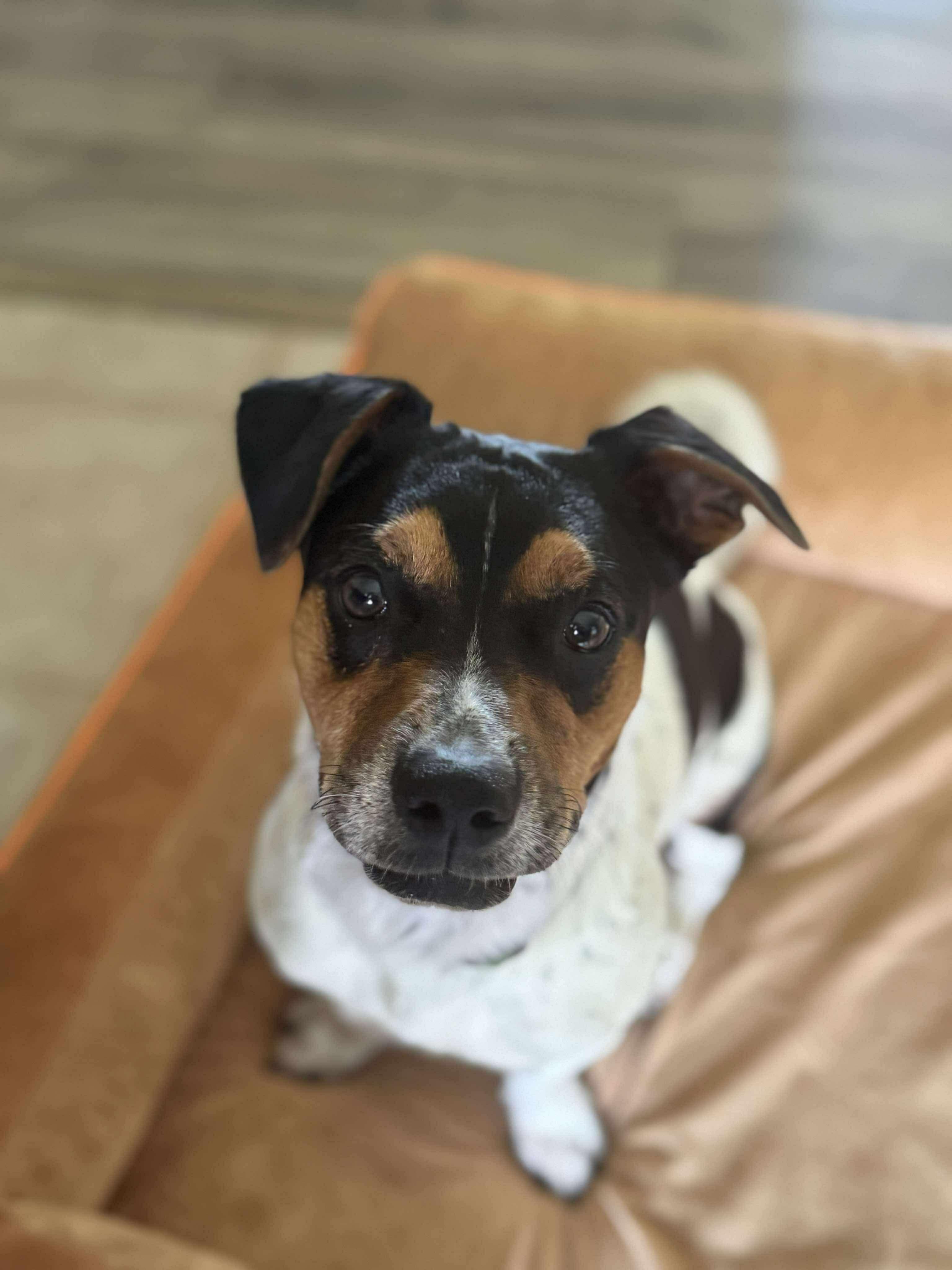 Enlarge Ember, an adopted mixed breed in Anna, TX image 6/6