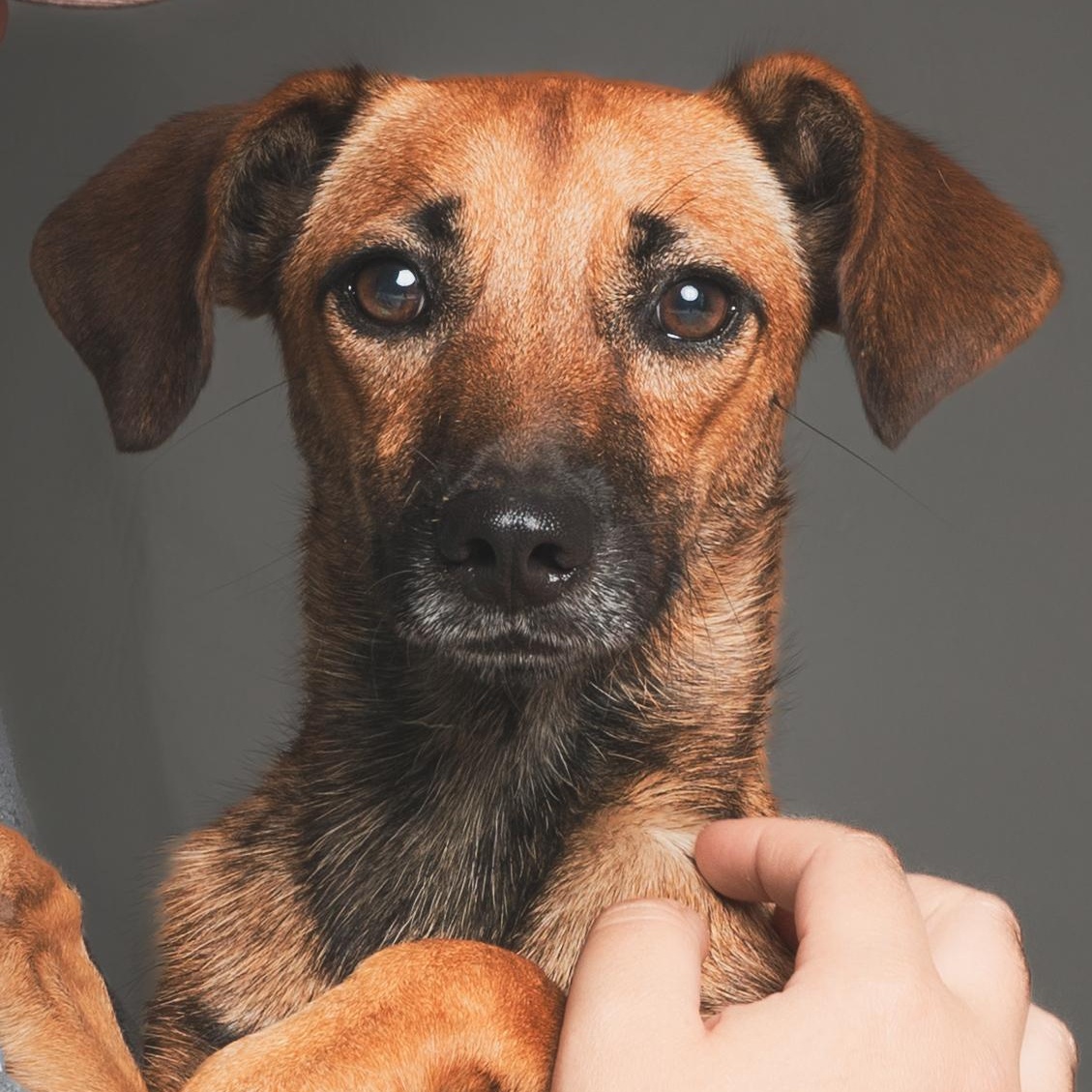 Enlarge Katniss, a Adoptable Chihuahua in Aransas Pass, TX image 2/3