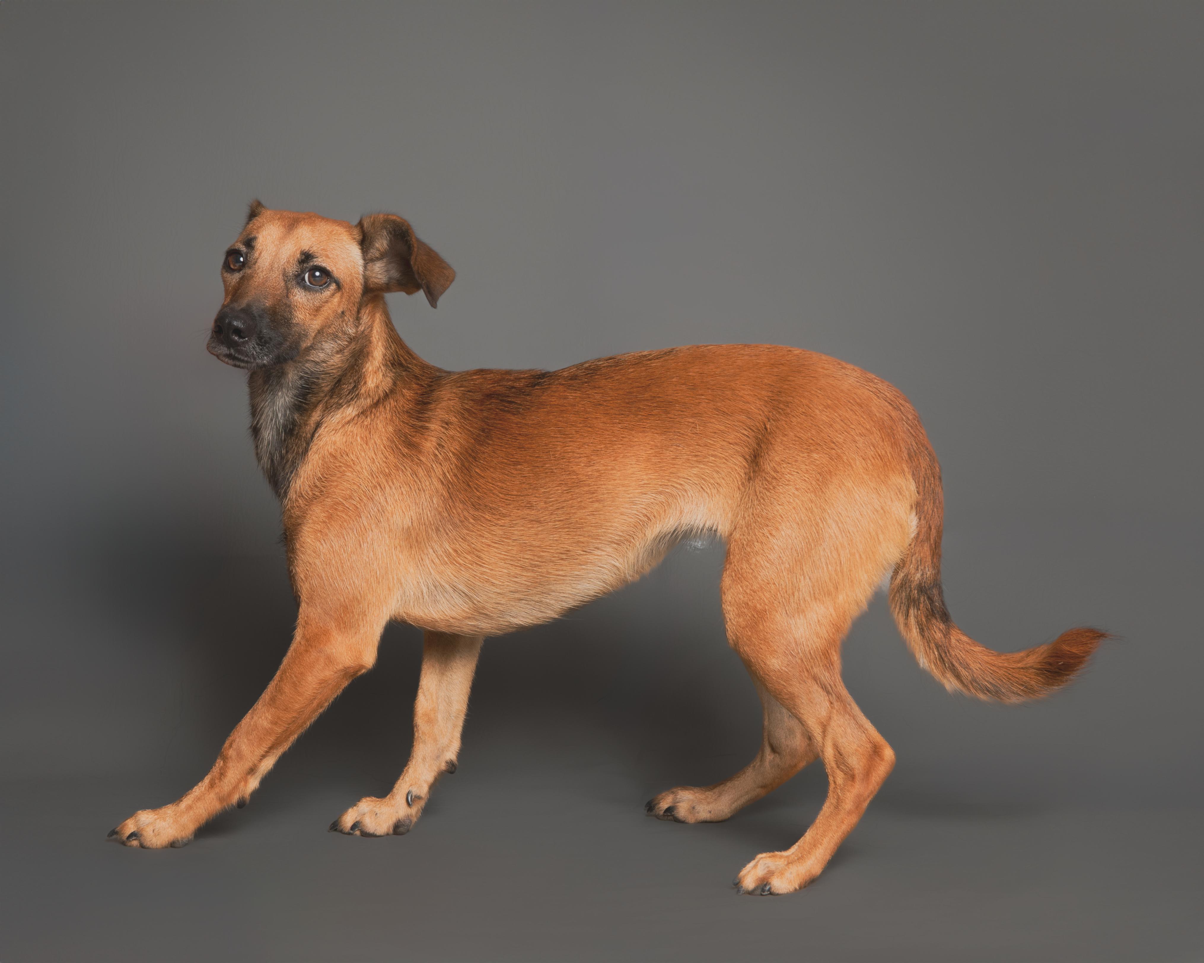 Katniss, Adoptable, Adult Female Chihuahua.