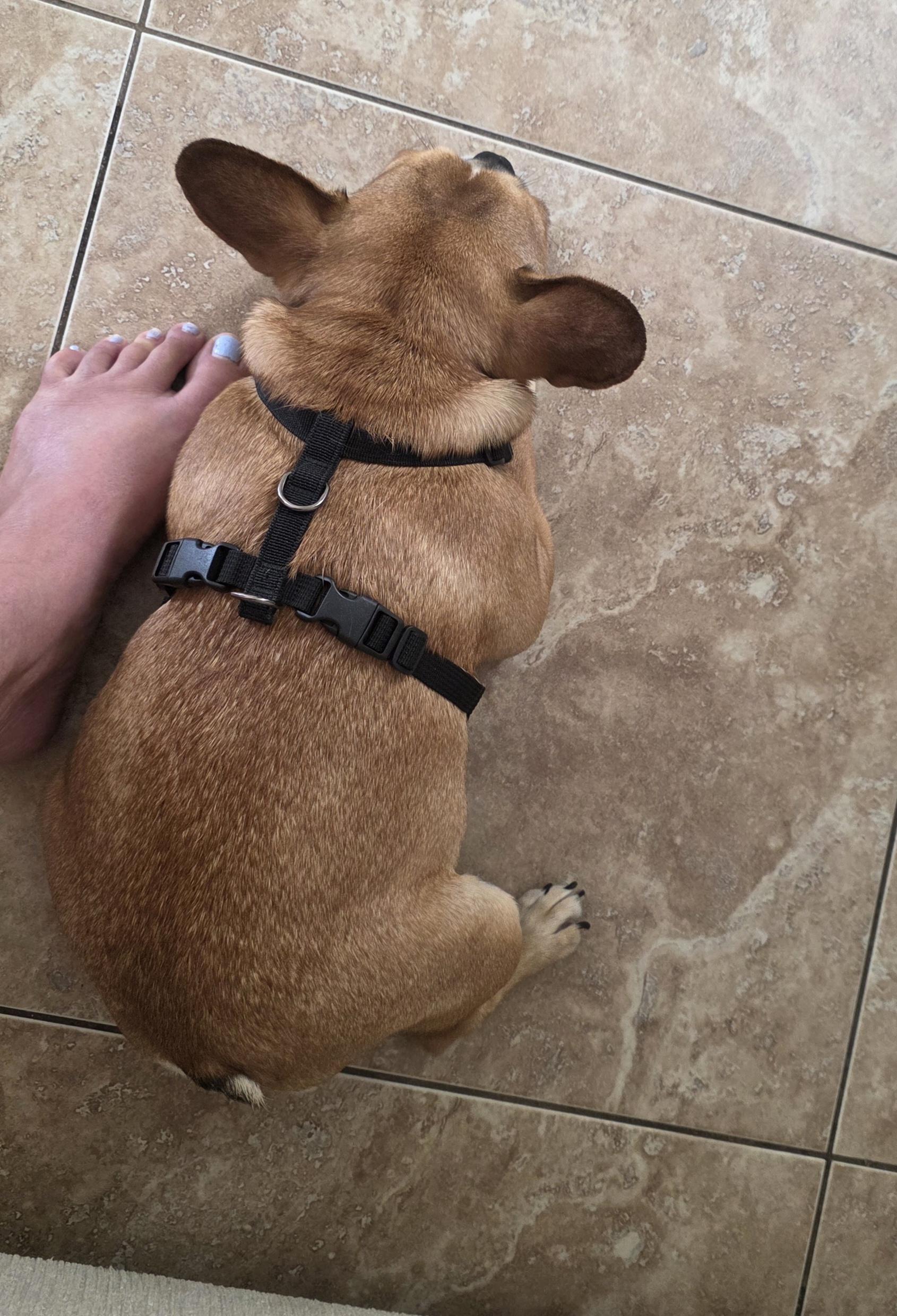 Enlarge Tater, a ADOPTABLE French Bulldog in Mary Esther, FL image 2/3