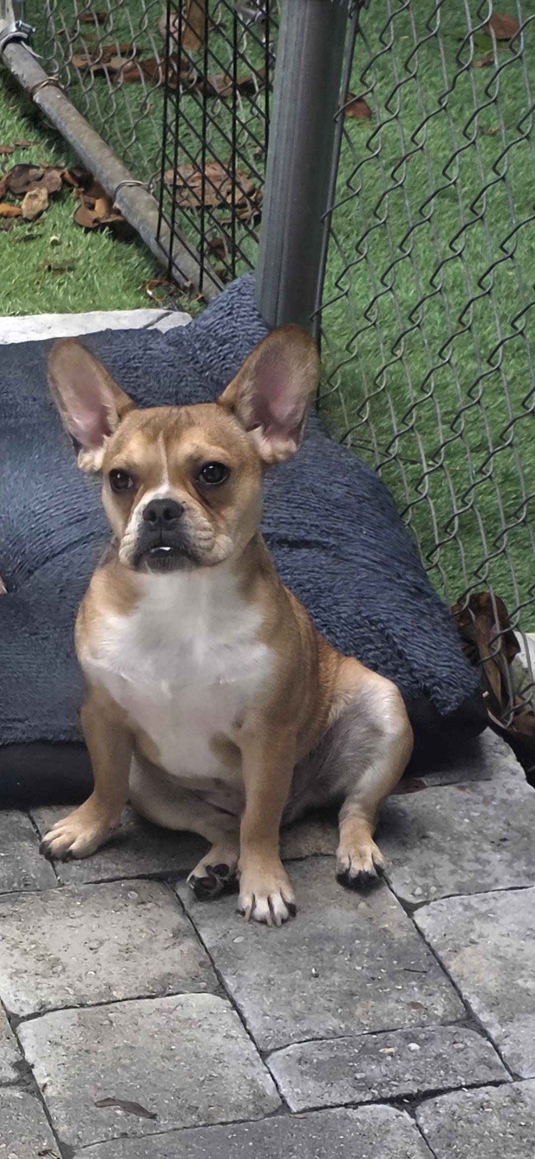 Cheech, ADOPTABLE, Puppy Male French Bulldog.
