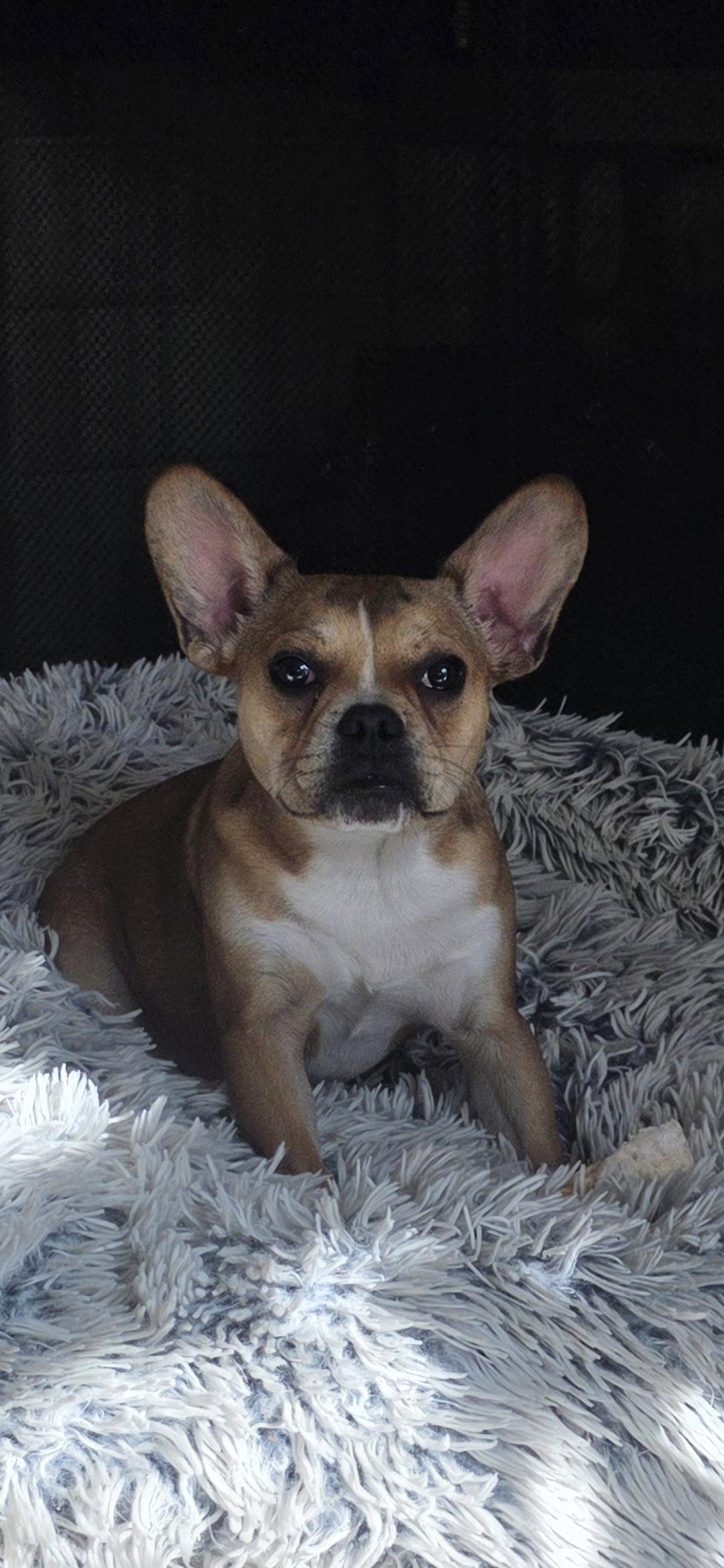 Enlarge Tater, a ADOPTABLE French Bulldog in Mary Esther, FL image 3/3