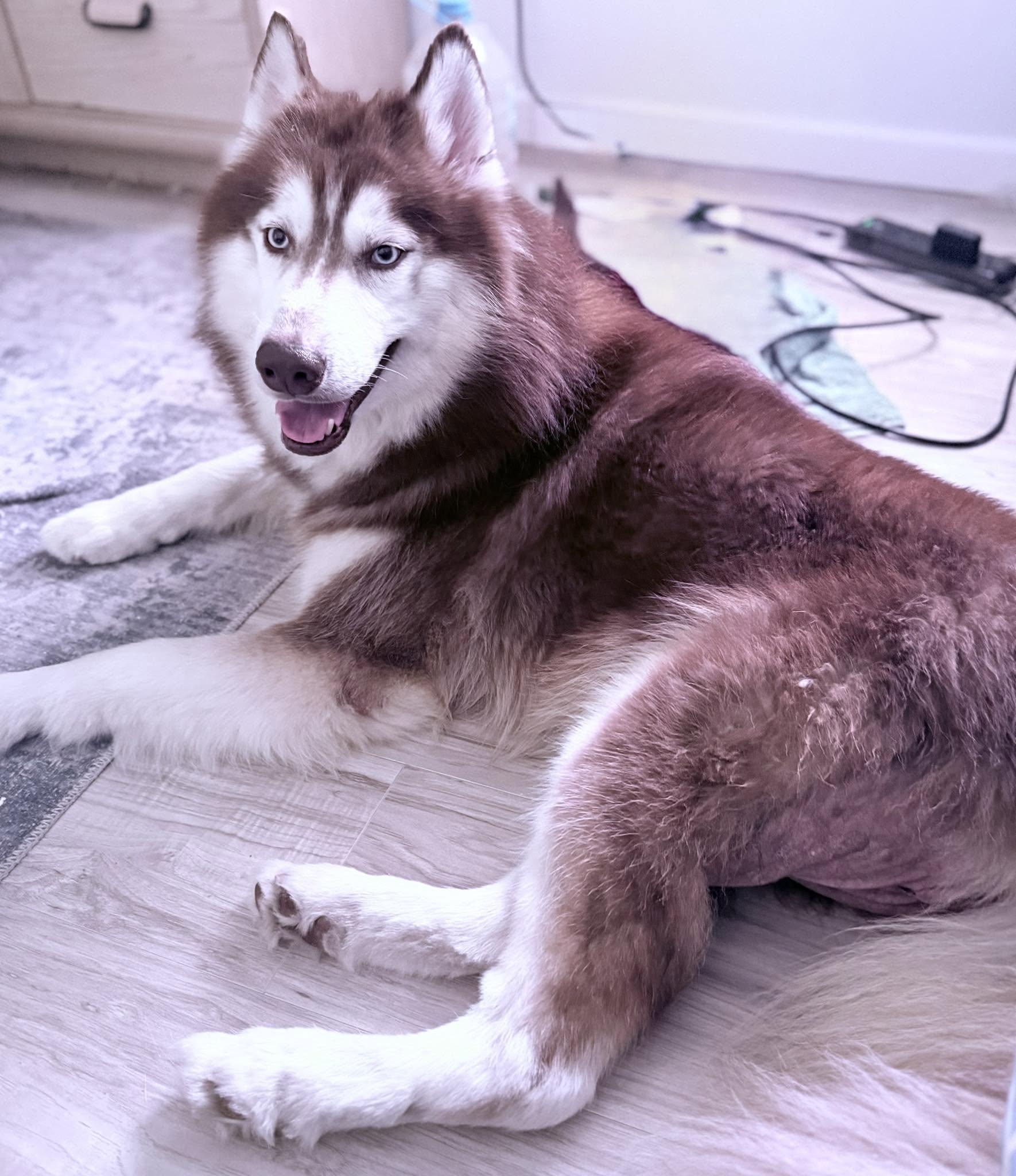 Scout, ADOPTABLE, Adult Male Husky.
