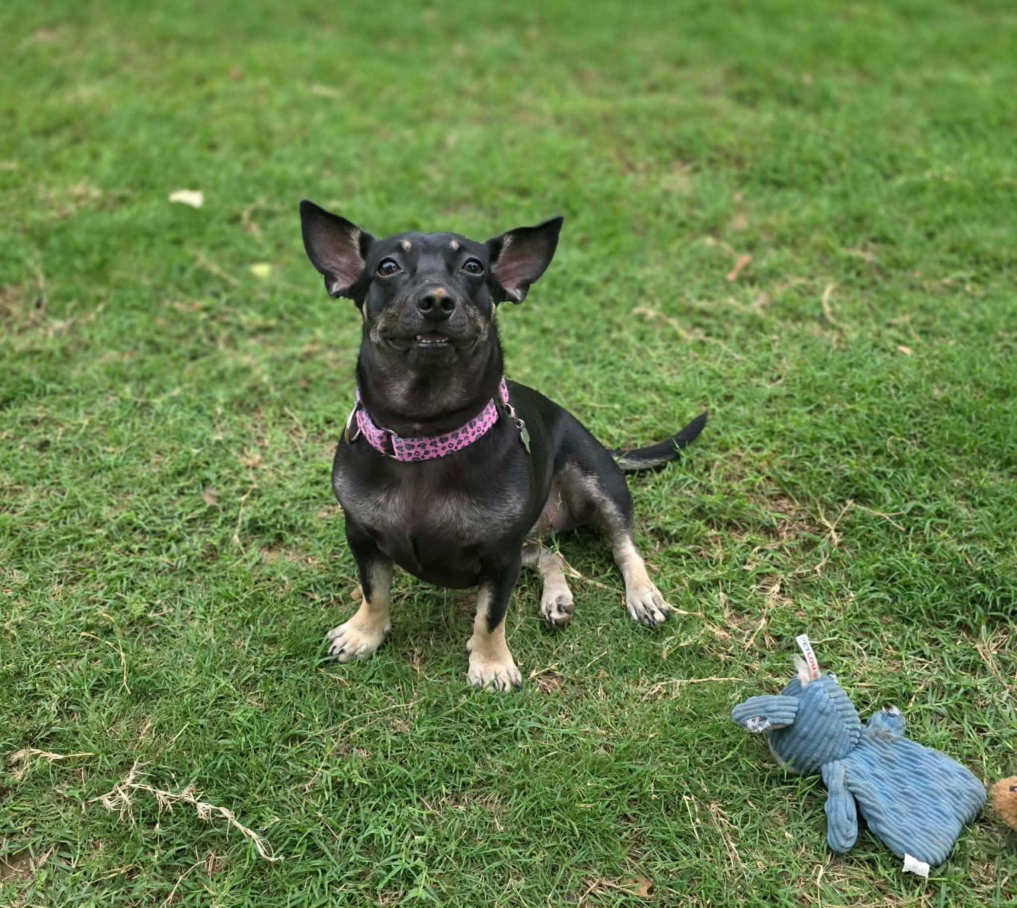 Maggie, a Adoptable mixed breed in Fort Worth, TX image 6/6