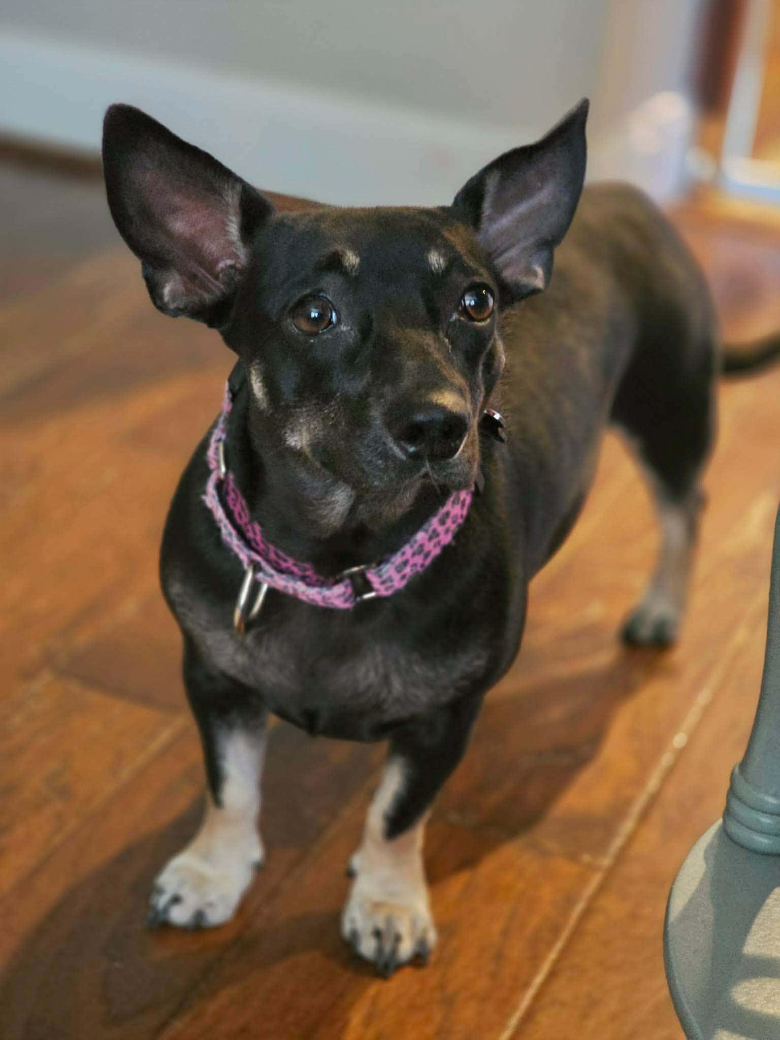 Maggie, Adoptable, Young Female Dachshund & Terrier.