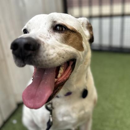 Enlarge Ollie, a Adoptable mixed breed in Merriam, KS image 1/3