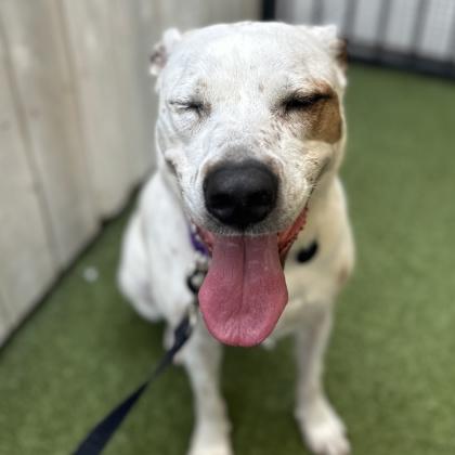 Enlarge Ollie, a Adoptable mixed breed in Merriam, KS image 2/3