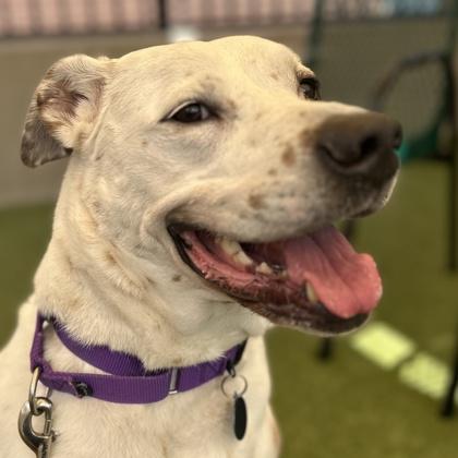 Enlarge Ollie, a Adoptable mixed breed in Merriam, KS image 3/3