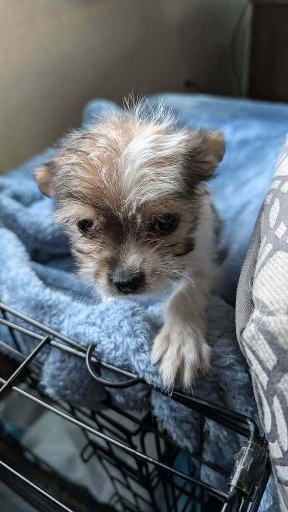 Tik, Adoptable, Puppy Male Shih Tzu & Chihuahua.