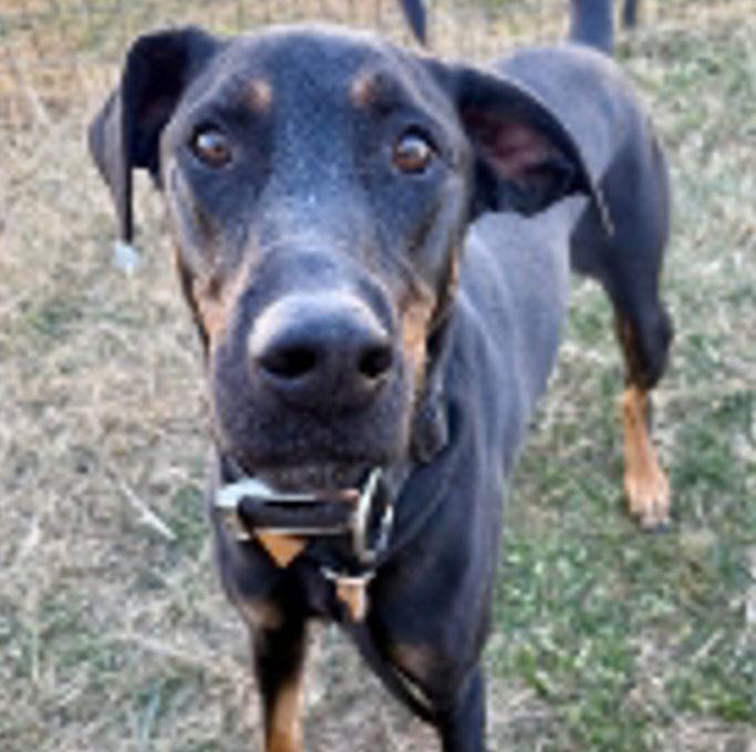 Enlarge Charlie, a Adopted Doberman Pinscher in Buffalo, MN image 2/4