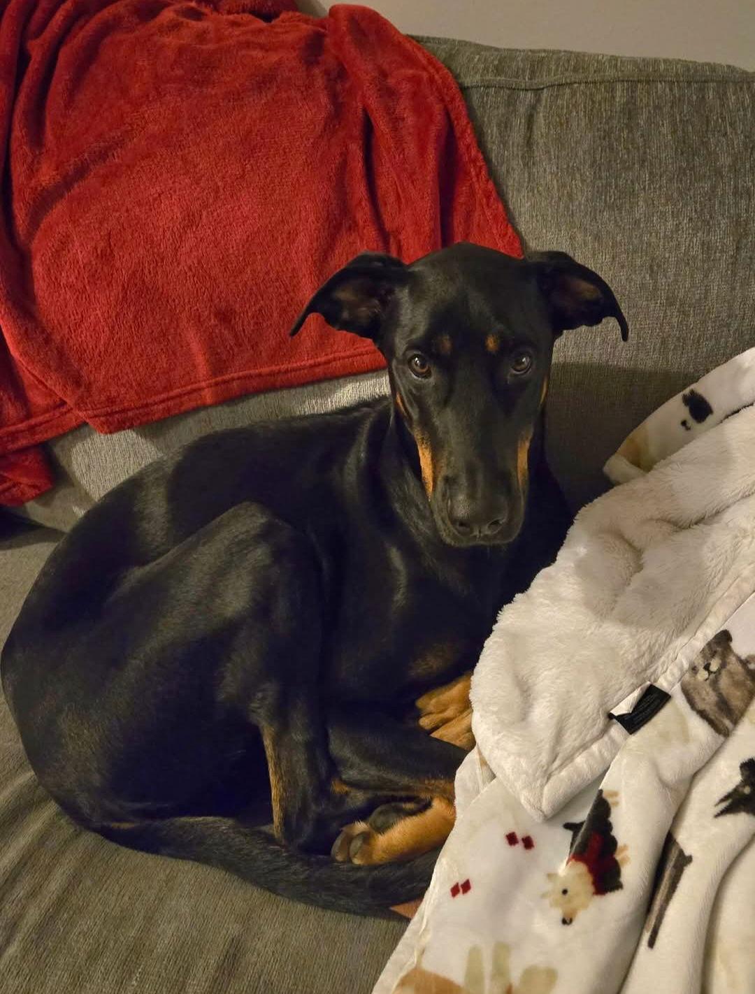 Enlarge Charlie, a Adopted Doberman Pinscher in Buffalo, MN image 4/4