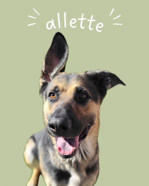 ALLETTE, Adoptable, Young Female German Shepherd Dog.