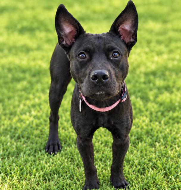 Enlarge Eevee, a Adoptable mixed breed in Alexandria, VA image 1/3