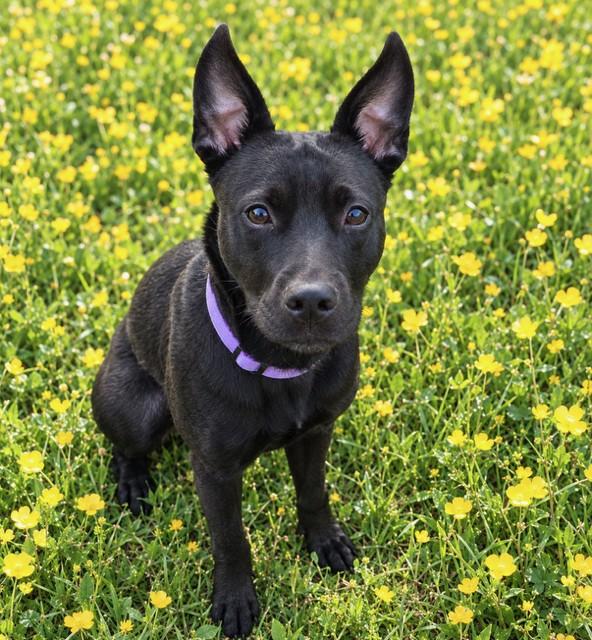 Enlarge Eevee, a Adoptable mixed breed in Alexandria, VA image 3/3