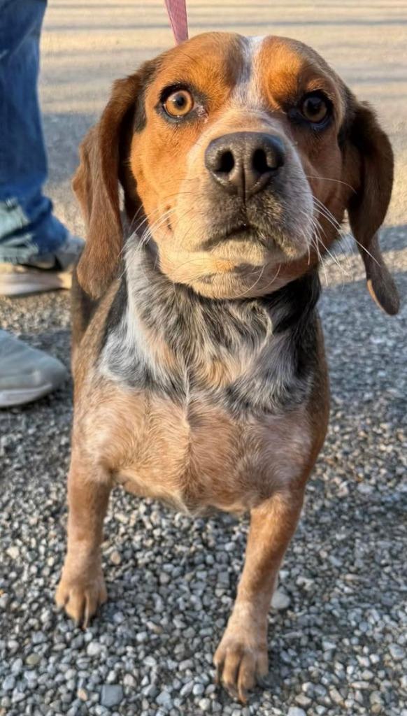 Olive, Adoptable, Adult Female Beagle.