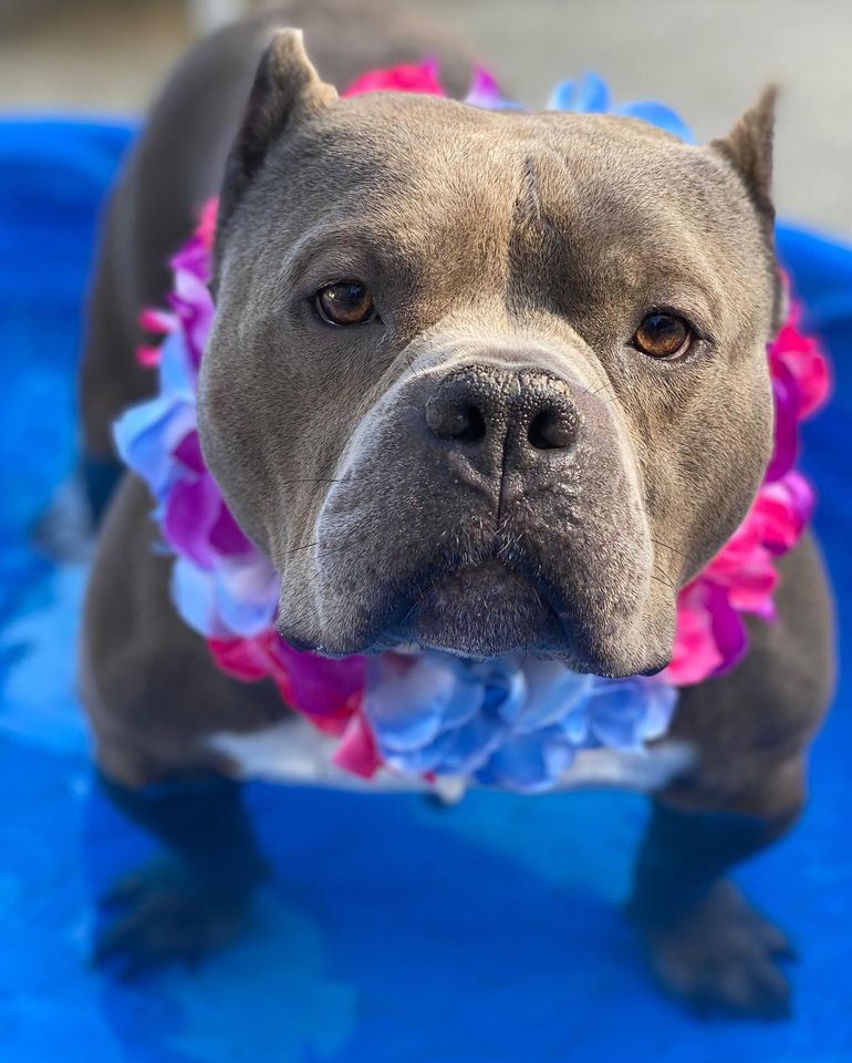 Pacino, Adoptable, Adult Male Pit Bull Terrier.