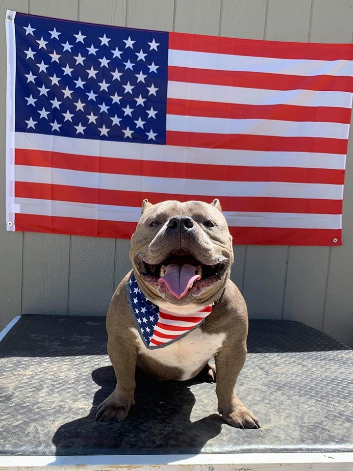 Pacino, a Adoptable mixed breed in Levittown, NY image 2/10