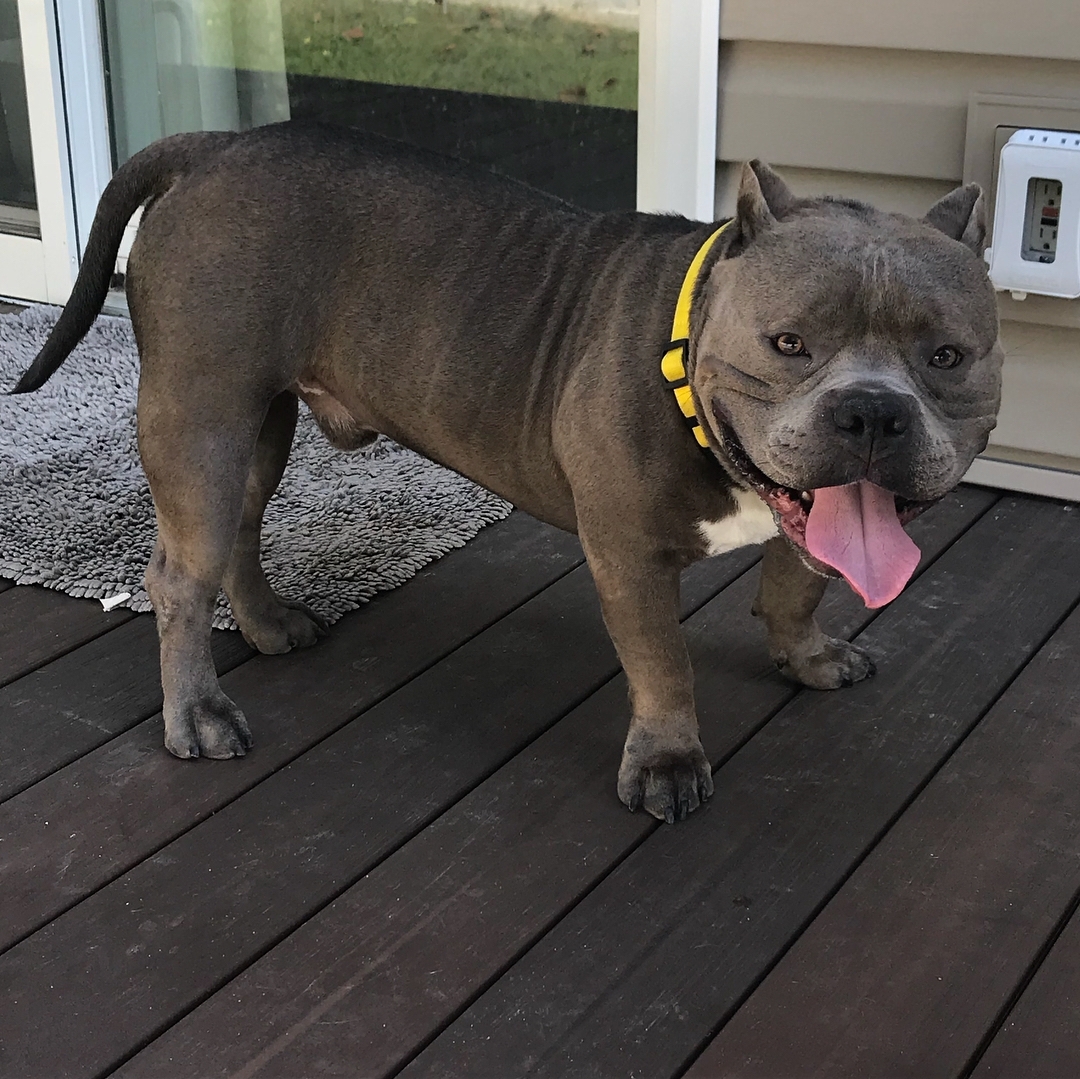 Pacino, a Adoptable mixed breed in Levittown, NY image 3/10