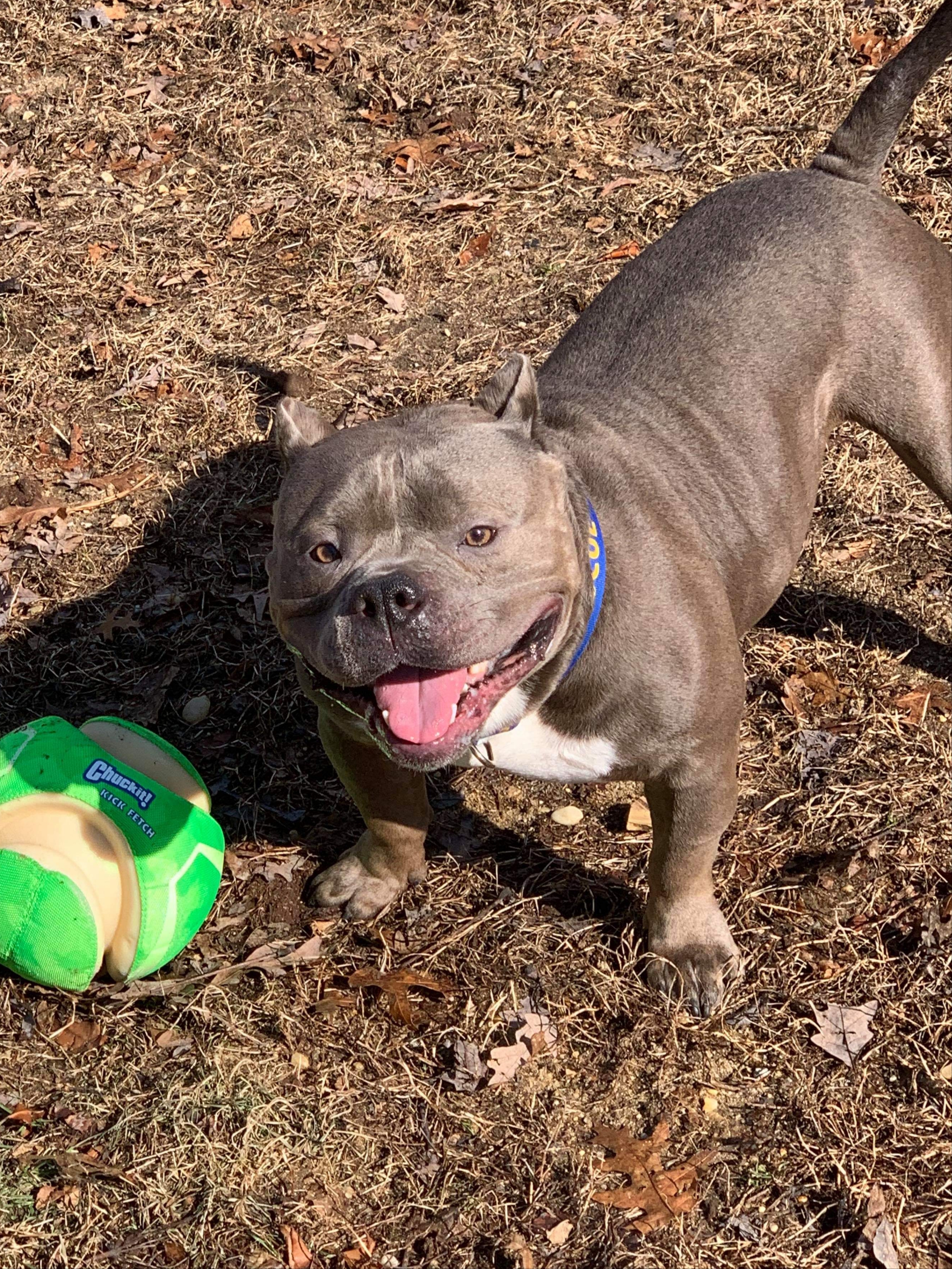 Pacino, a Adoptable mixed breed in Levittown, NY image 4/10