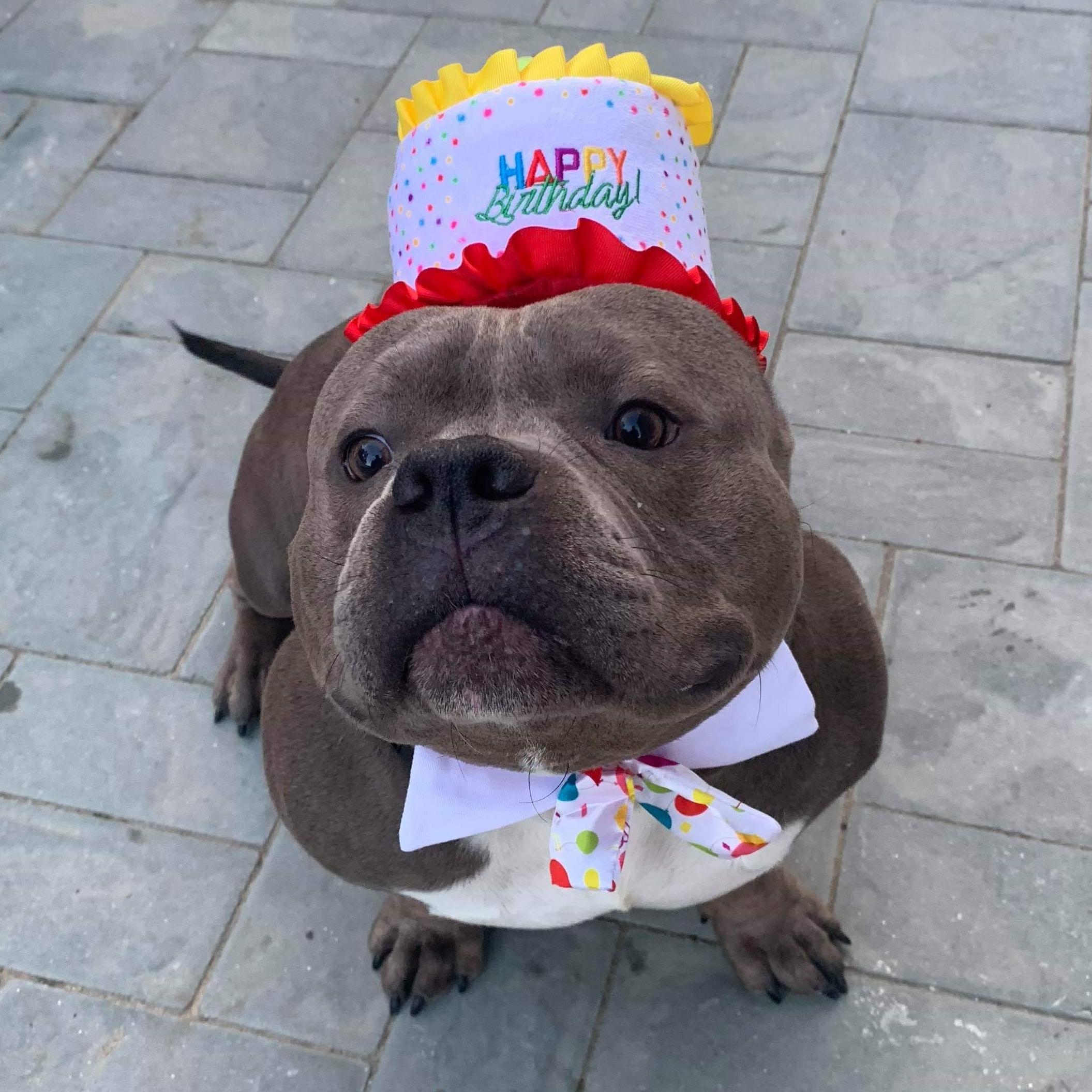 Pacino, a Adoptable mixed breed in Levittown, NY image 5/10