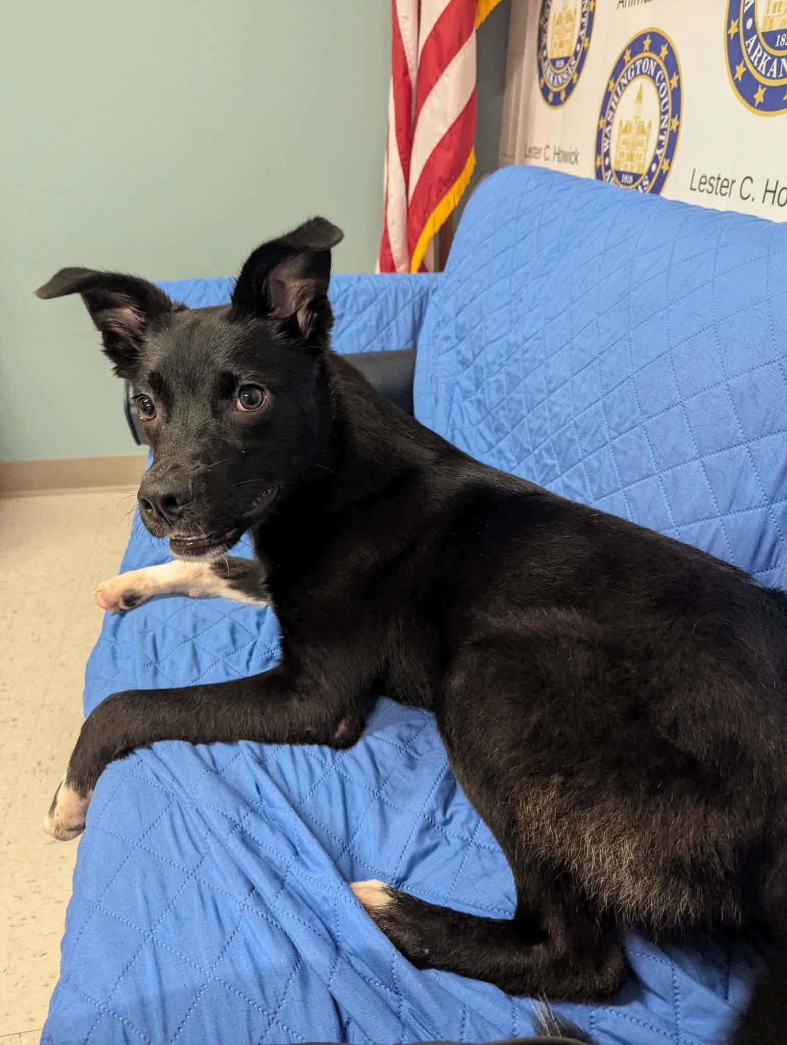 Enlarge Mars, a ADOPTABLE Border Collie in Fayetteville, AR image 3/4