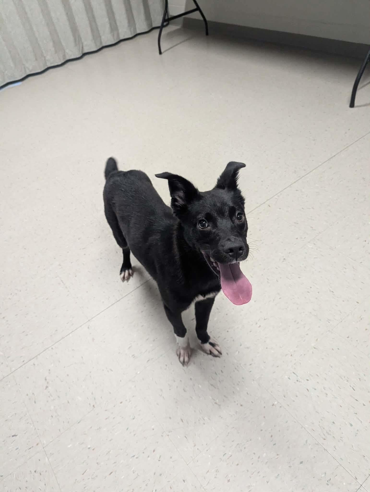 Enlarge Mars, a ADOPTABLE Border Collie in Fayetteville, AR image 2/4