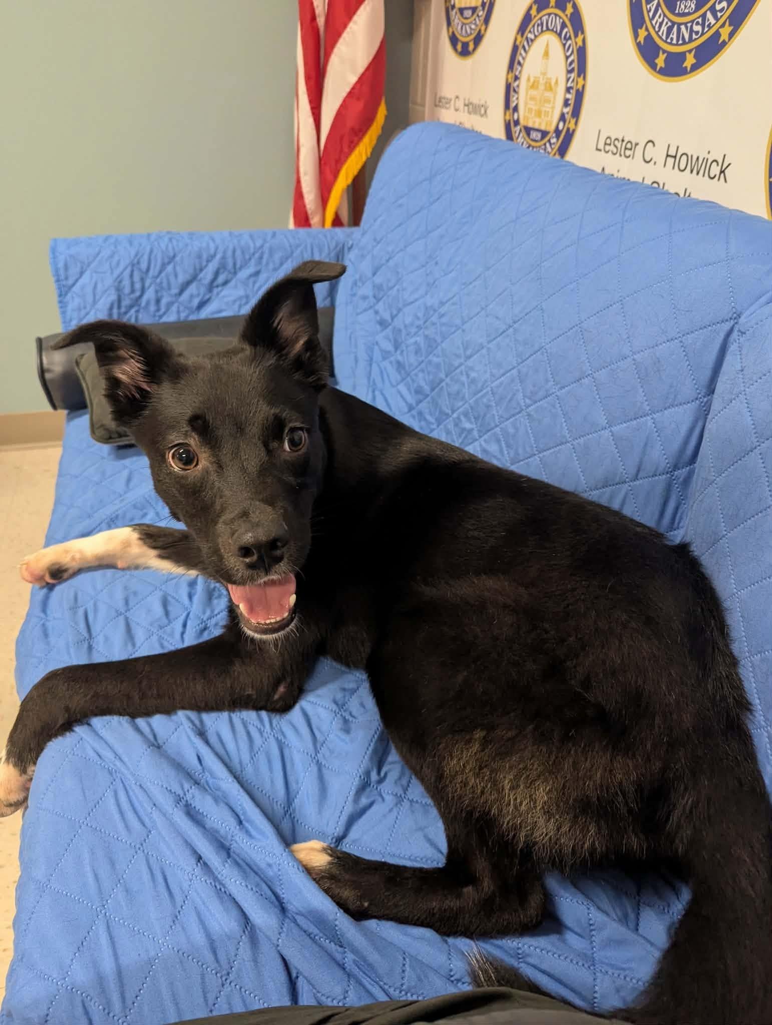 Mars, ADOPTABLE, Young Male Border Collie.