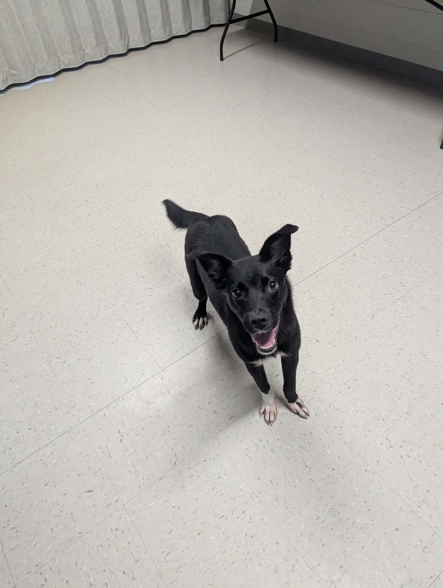Enlarge Mars, a ADOPTABLE Border Collie in Fayetteville, AR image 4/4