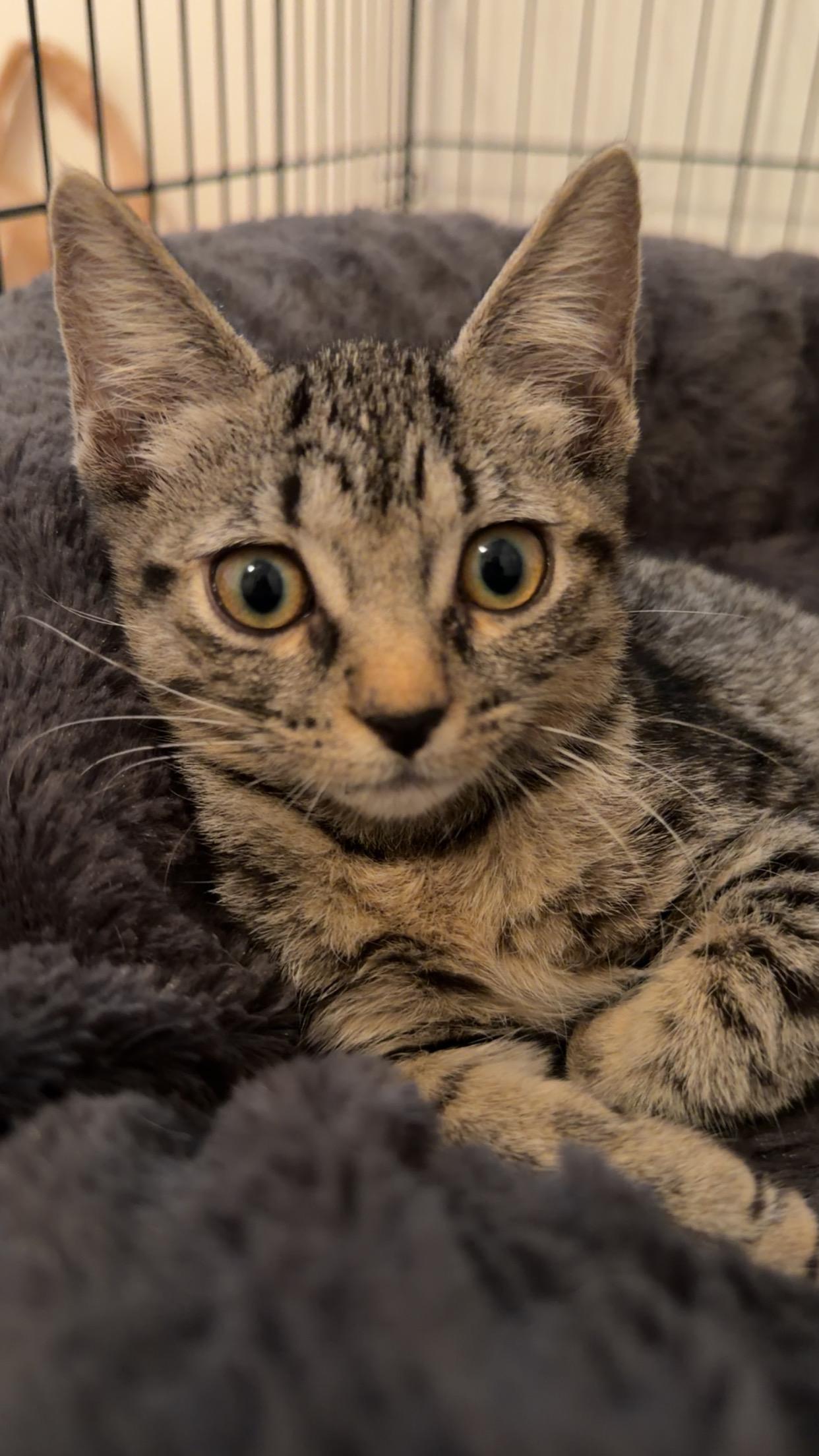 Miso, an adopted Domestic Short Hair in Mississippi State, MS image 2/6