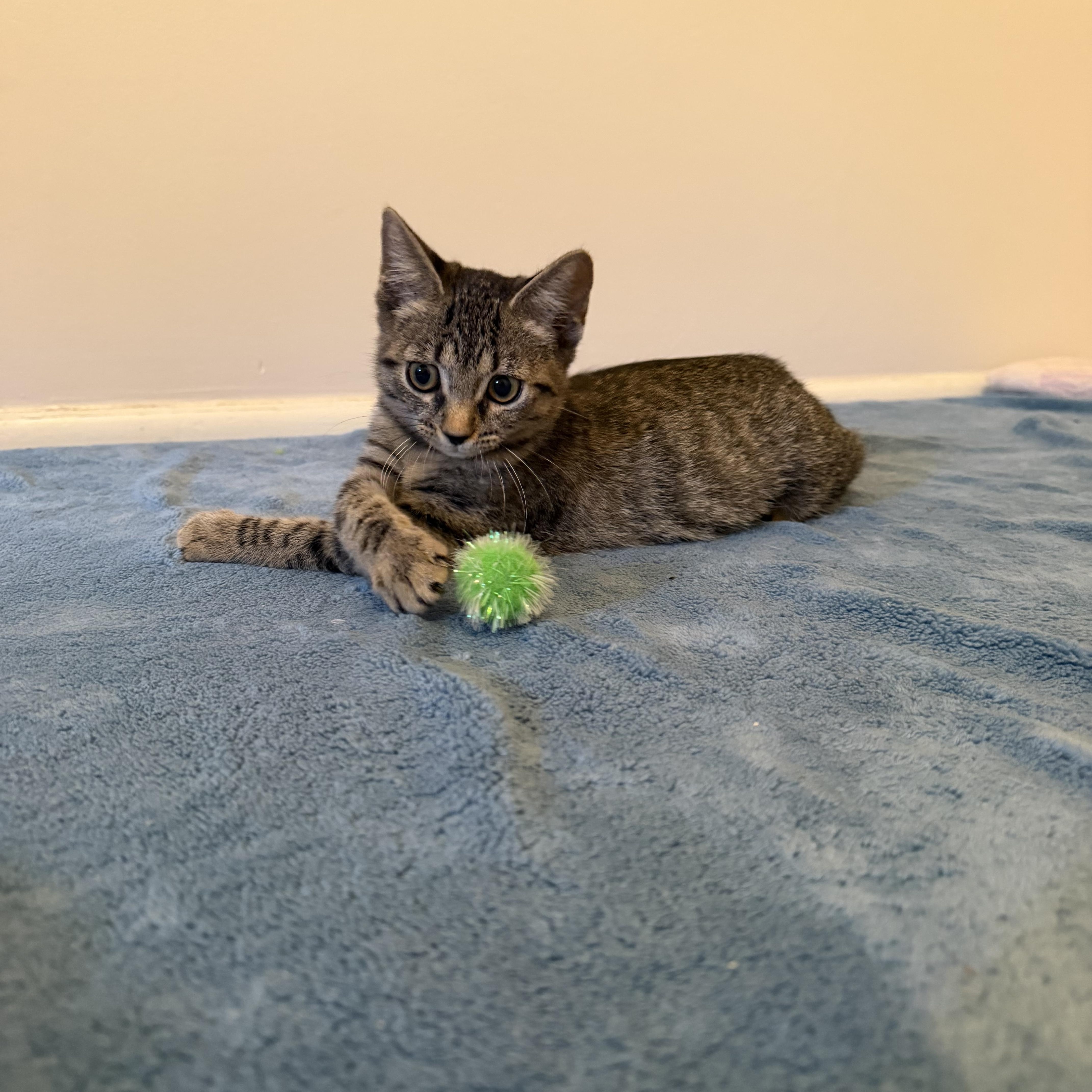 Miso, adopted, Kitten Female Domestic Short Hair.