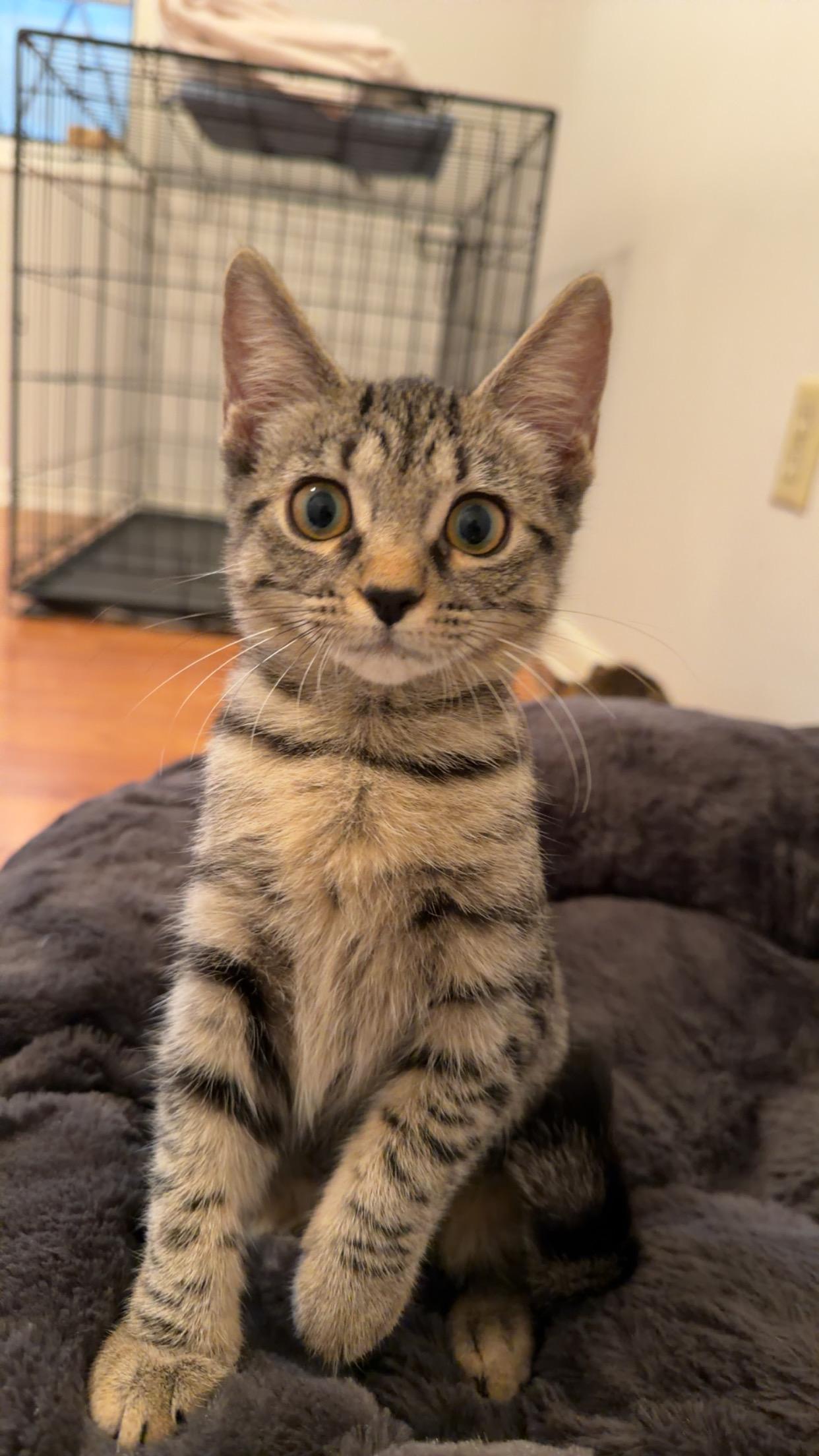 Miso, an adopted Domestic Short Hair in Mississippi State, MS image 5/6
