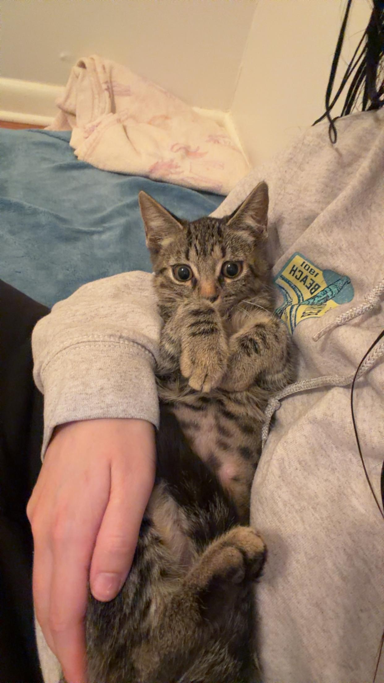 Miso, an adopted Domestic Short Hair in Mississippi State, MS image 4/6