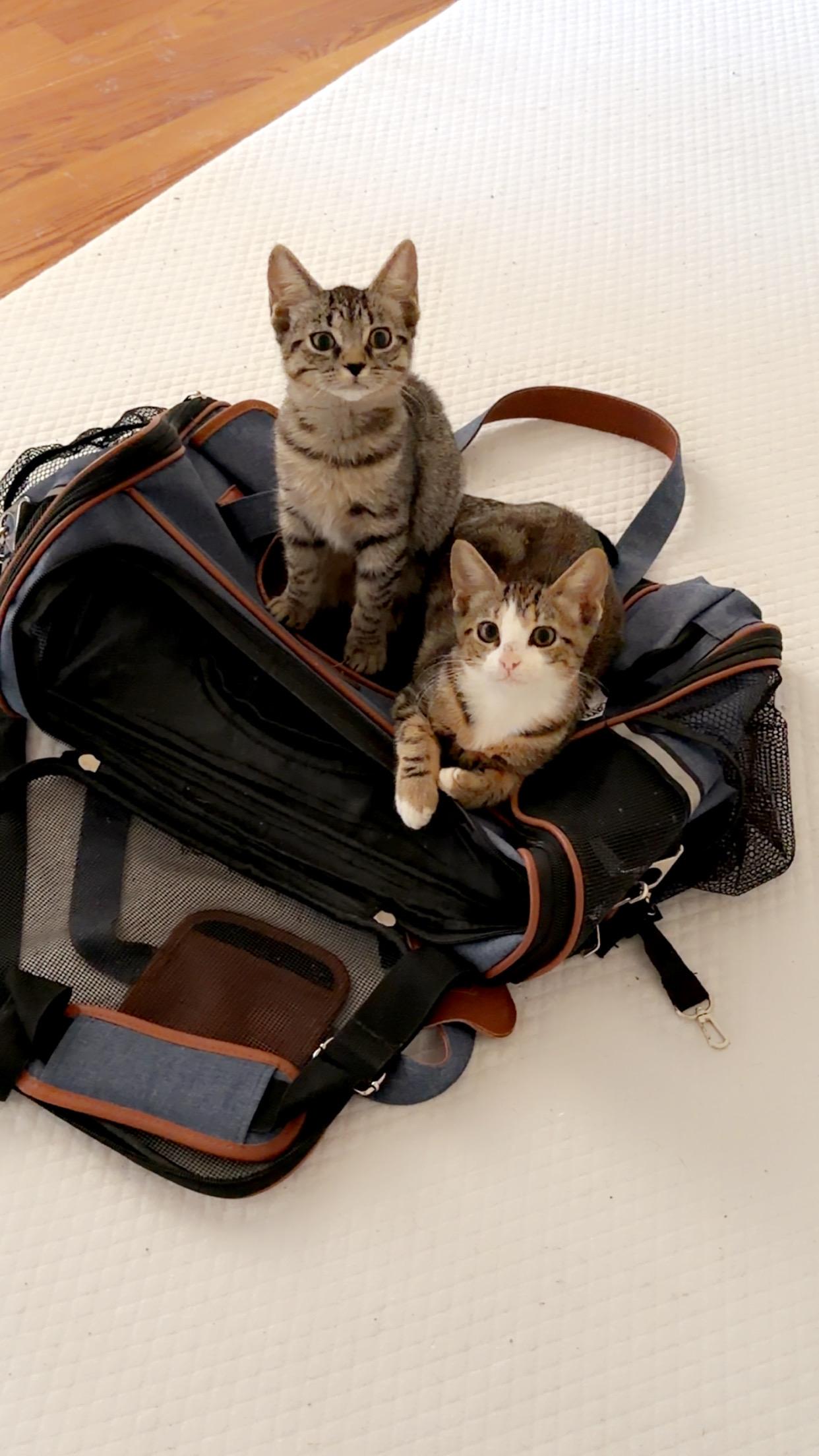 Miso, an adopted Domestic Short Hair in Mississippi State, MS image 3/6
