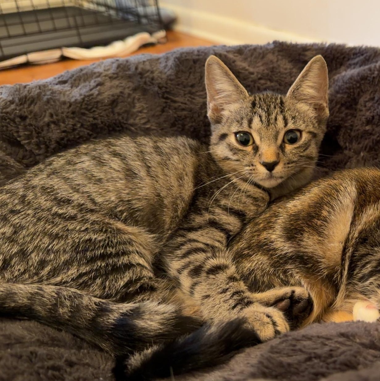 Miso, an adopted Domestic Short Hair in Mississippi State, MS image 6/6